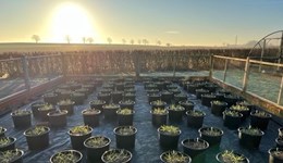 PhD investigates the ‘hare’ (wheat) and the ‘tortoise’ (black-grass) 